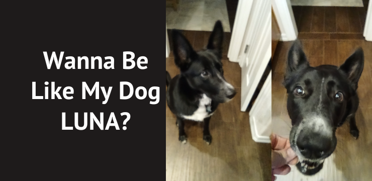 Wanna be like my dog Luna?